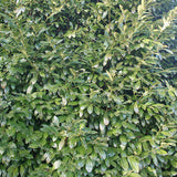 SIEPE Lauro / Lauroceraso (Prunus Laurocerasus Caucasica)