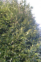 SIEPE Lauro / Lauroceraso (Prunus Laurocerasus Caucasica)