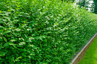 SIEPE Ligustro "da siepe" (Ligustrum Chinensis)