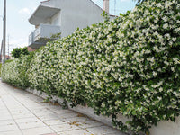 SIEPE Gelsomino (Trachelospermum Jasminoides)
